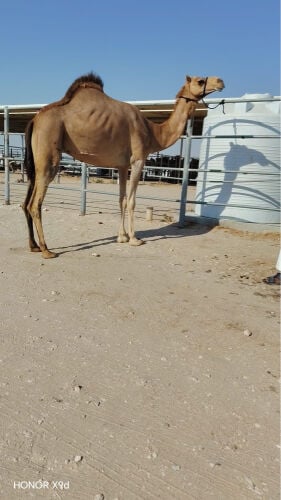 عمانية عشرة 