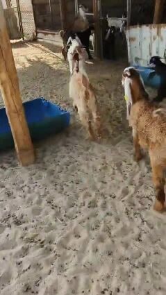 تيوس انتاج العزبه