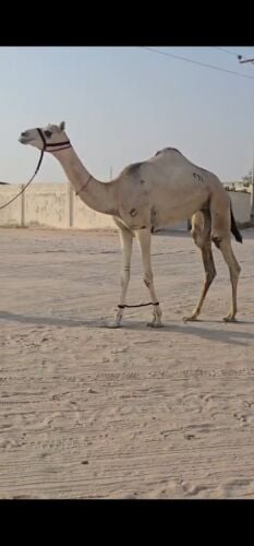 عجم ضغط عالي