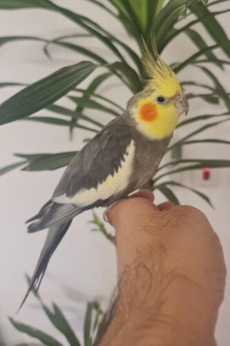 طائر الكروان مع قفص ذهبي فاخر