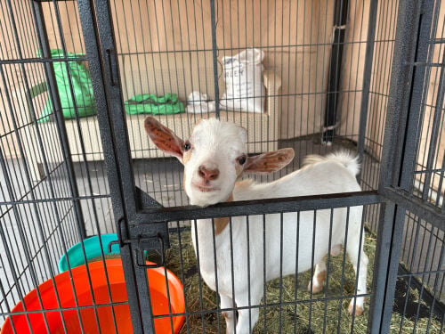 mini goat