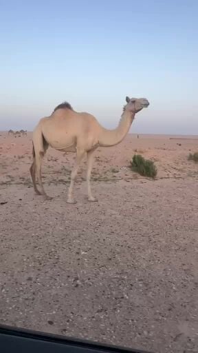 للبيع سودانيه متلي طيبه