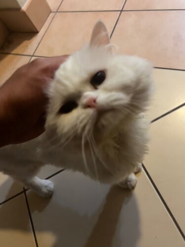 lost cat (powder)