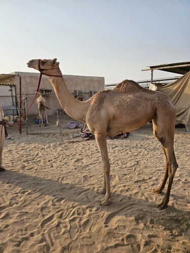 بنت سراب بن دري