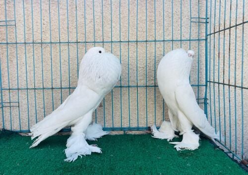 pouter breeding pair