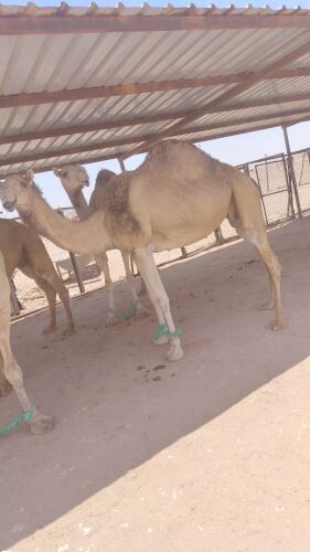 عمانية مدني  اول الوقت