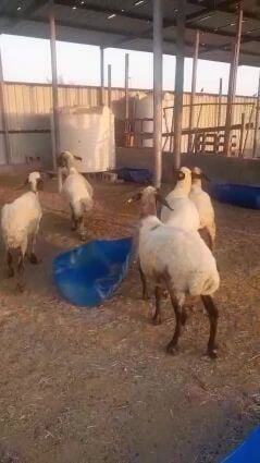شويهات سوريه