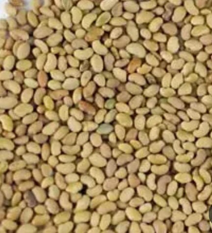 بزور برسيم 