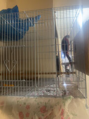 rozill birds 
