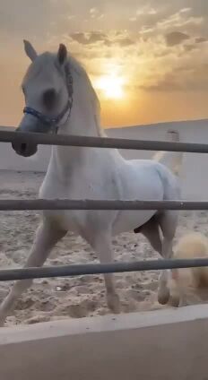  // للبيع طقم كامل للخيل \\