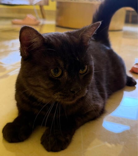 cat