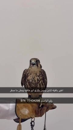 اطّير وحش ما صقر