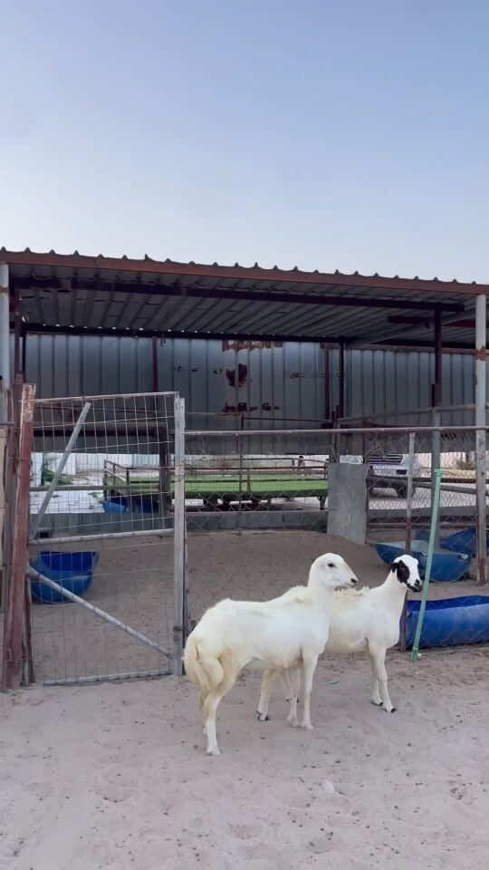رخال رفيدية دفيع 