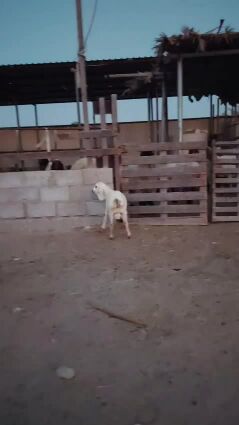 طلي بربري طيب