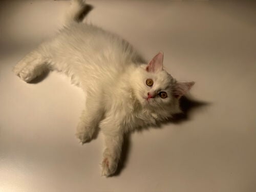 Male - Shirazi Kitten 