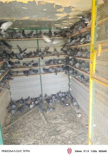 pigeon for sell