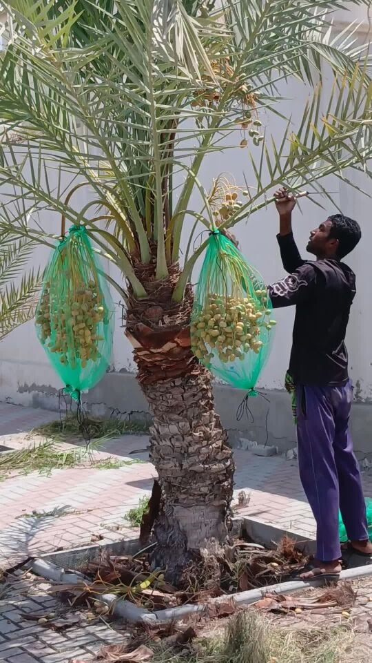 خبير وفني تكريب نخيل