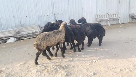 البيع
