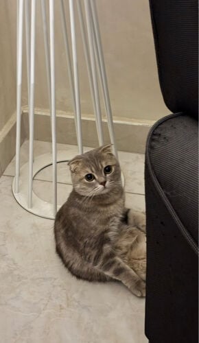 كلاودي 
