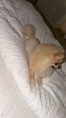 Pomeranian