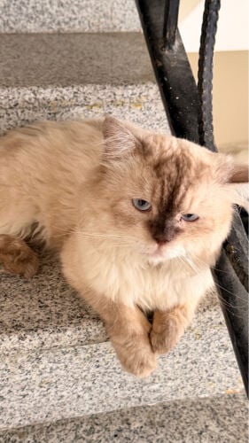 cat for adoption 