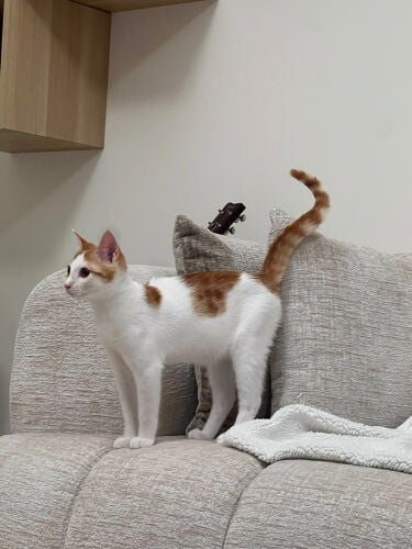 Rescue cat kitten