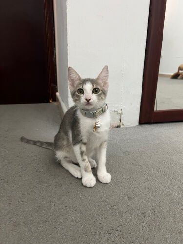 2 kittens 