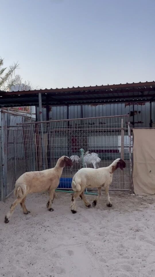 رخال سورية طيبه 