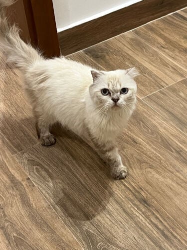 scottish female cat