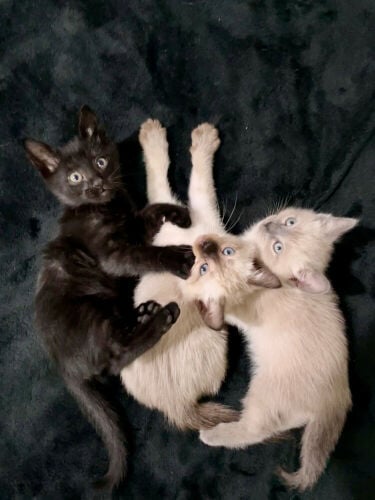 Pure Siamese Kitten