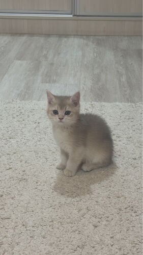 ‏cat