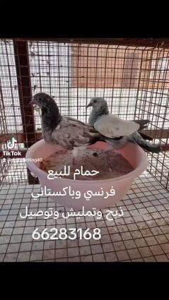حمام