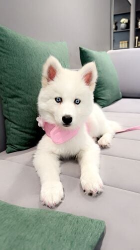 husky dog white