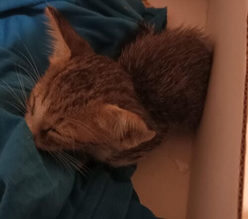 baby kitten, 0QAR free
