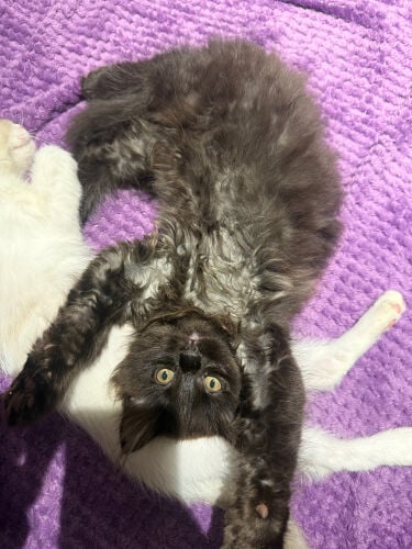 female fluffy kitten 