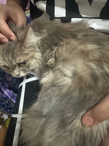 cat for adoption 