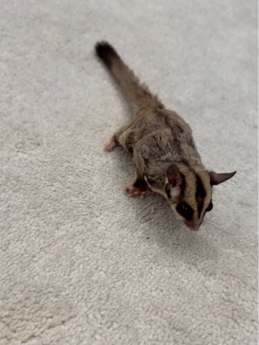 Flying Squirrel for sale