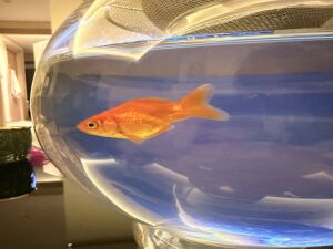 One Goldfish for free