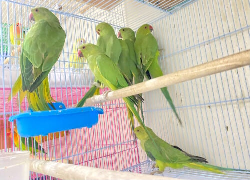 1 Green parrot =Qr100