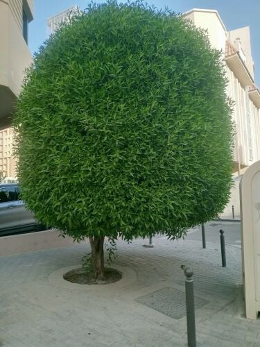 شيروز البلوشي