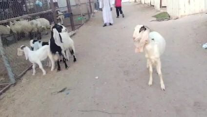 البيع معزا عوارض طيبه وليد تحت