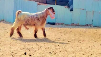 للبيع تيس فحل عارضي اصفر صنف طيبه