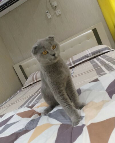 Scottish cat for sale