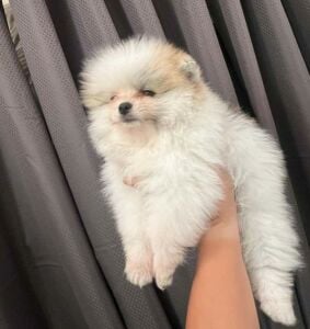 Male Pomeranian Puppie For Sale