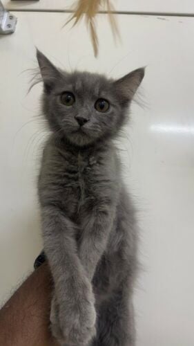 Beautiful Grey Long-Hair Kitten