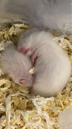 sriyen hamster 