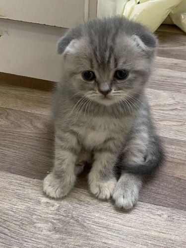 cats 