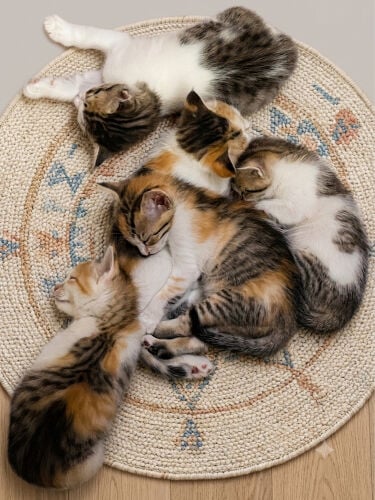 Kittens for adoption