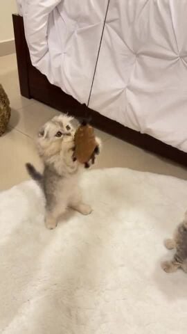 Scottich fold and straight kittens