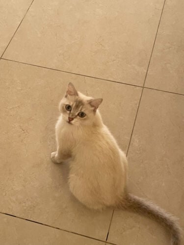  for free cat British short hair
